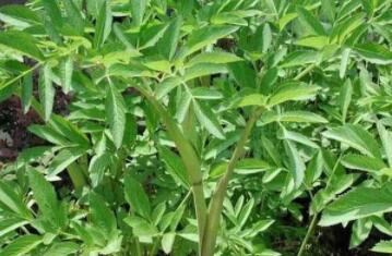 白芨種植發(fā)展前景怎么樣？